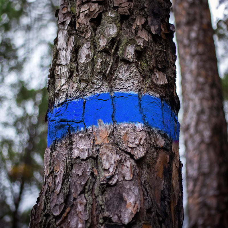Farba do znakowania drzew Soppec FOREST FLUO MARKER niebieska 12 szt.